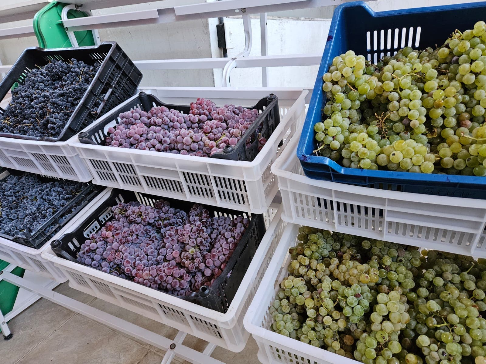 Caixas de uvas da produção local de Candiota prontas para comercialização
